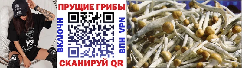 Купить  Сызрань  Псилоцибиновые грибы MAGIC MUSHROOMS 